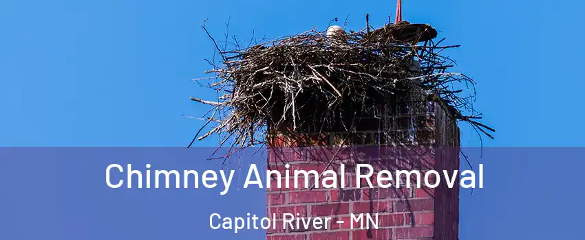 Chimney Animal Removal Capitol River - MN