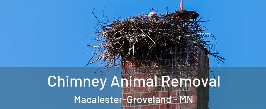 Chimney Animal Removal Macalester-Groveland - MN