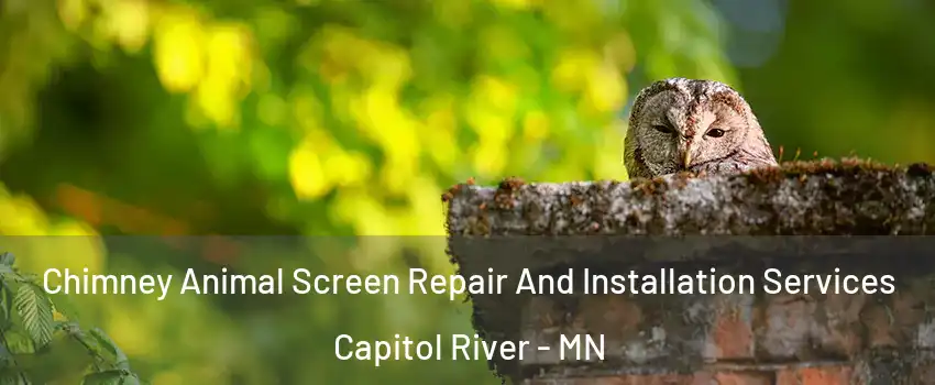 Chimney Animal Screen Repair And Installation Services Capitol River - MN