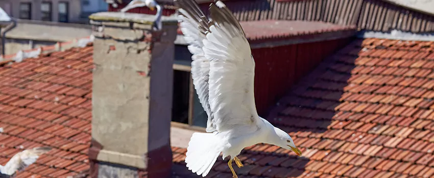 Residential Chimney Animal Removal Solution in North End, MN