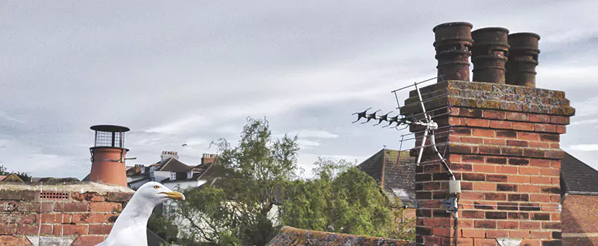 Chimney Cleaning And Restoration in Capitol River, Minnesota